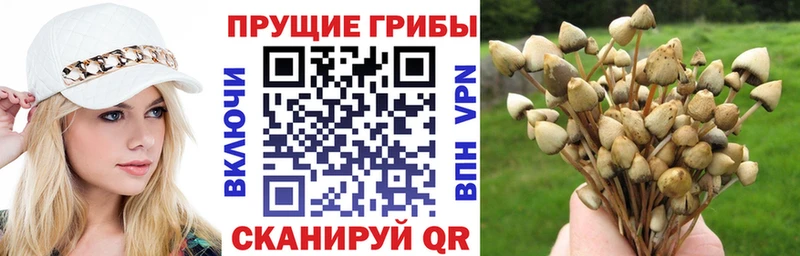 Псилоцибиновые грибы Cubensis как найти Могоча